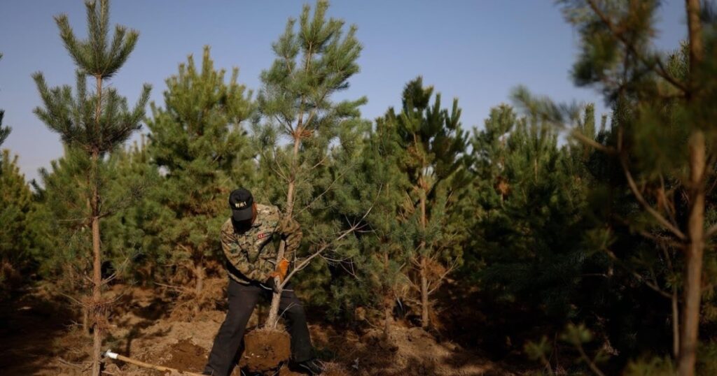 66 مليار شجرة تقلب الموازين.. “السور الأخضر العظيم” الصيني يفاجئ العلماء | علوم 66 مليار شجرة تقلب الموازين.. “السور الأخضر العظيم” الصيني يفاجئ العلماء | علوم